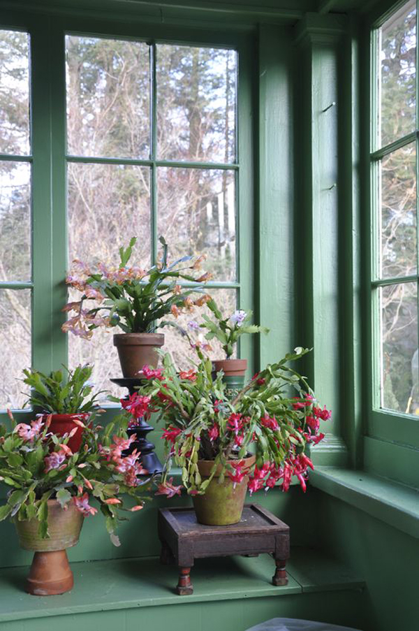 christmas-cactus-care-in-the-window
