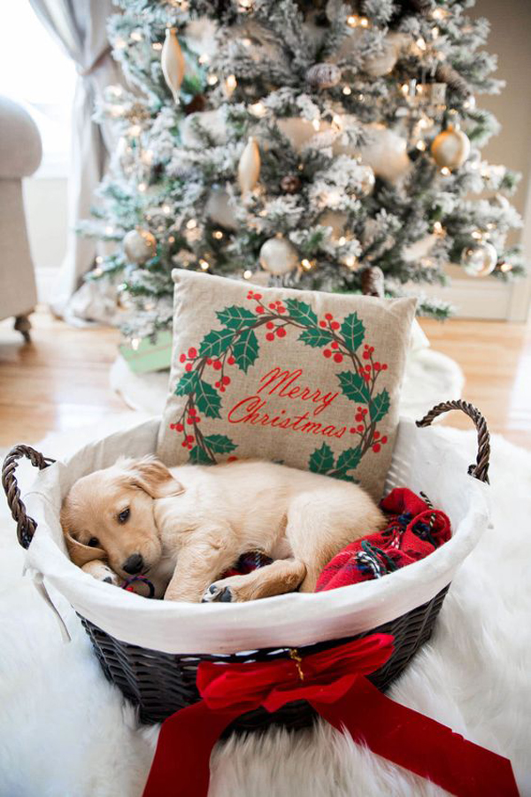 christmas-dog-bed-ideas