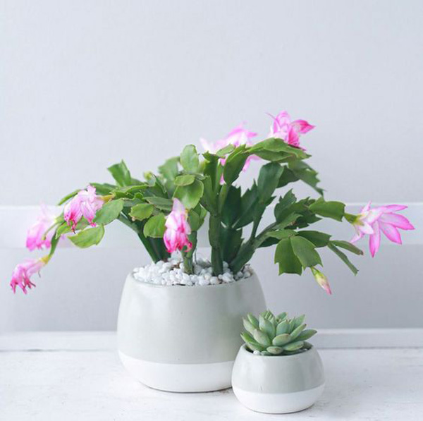 cute-pink-christmas-cactus-care
