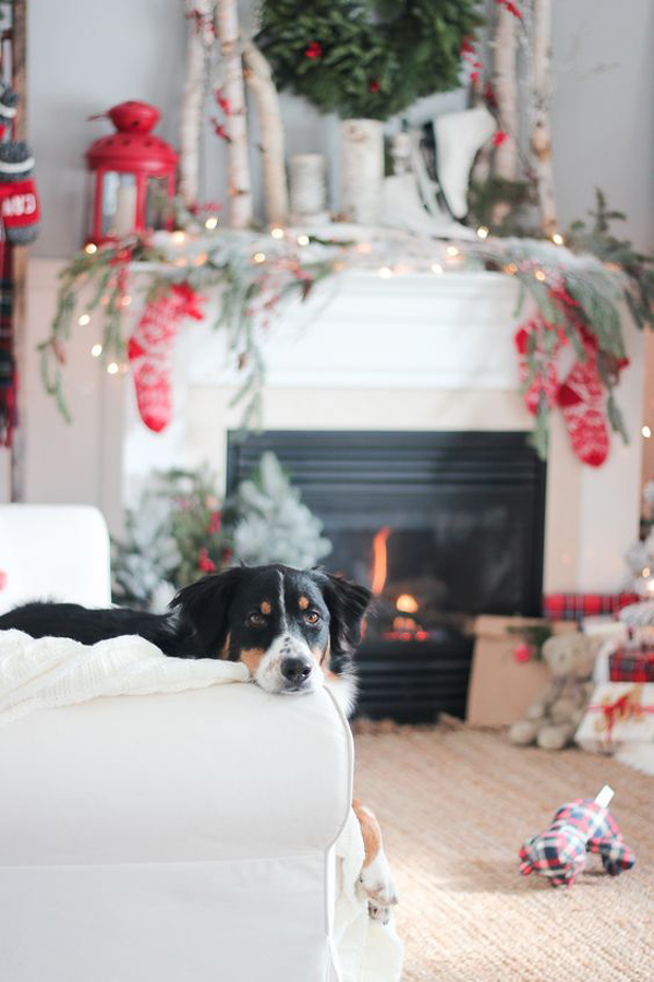 dog-friendly-christmas-decor-ideas