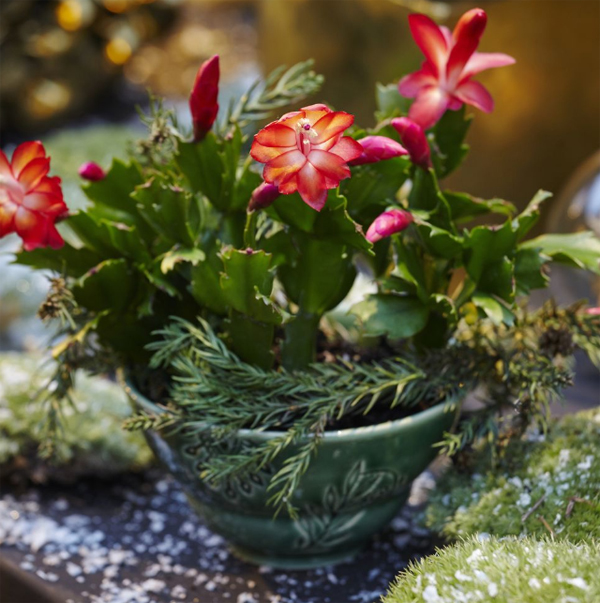 easy-christmas-cactus-care