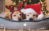 fun-dog-christmas-bed-design