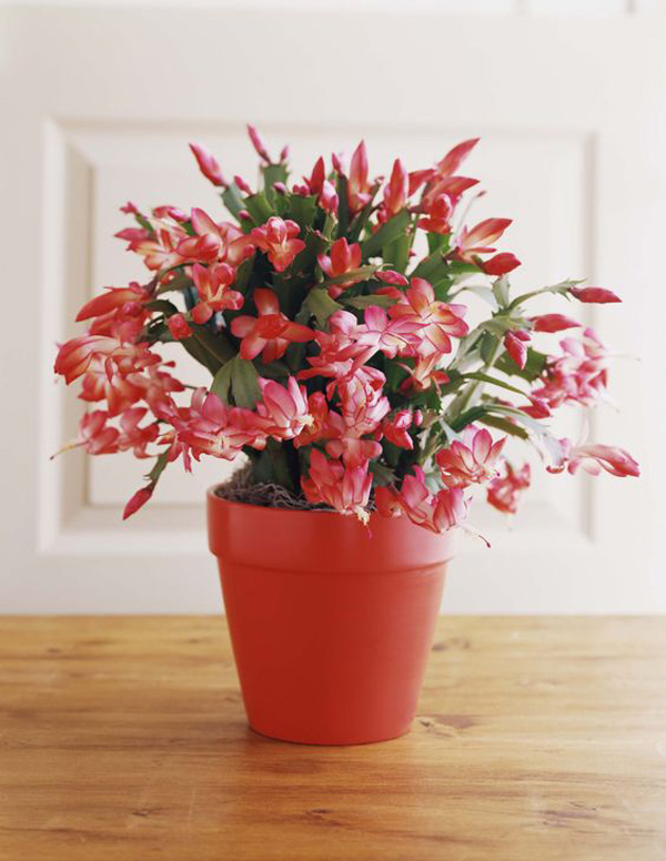indoor-christmas-cactus-plant-pots