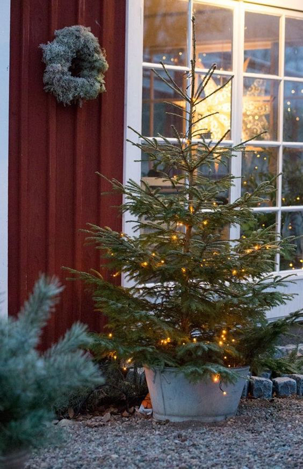 nordic-christmas-trees-in-the-garden