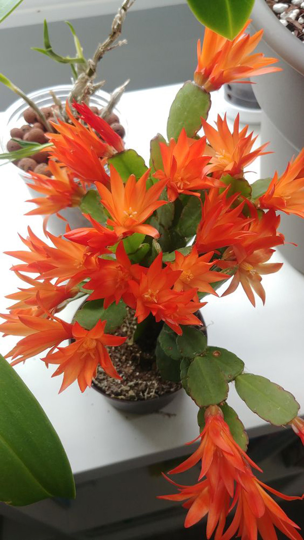 orange-blooming-christmas-cactus-plants