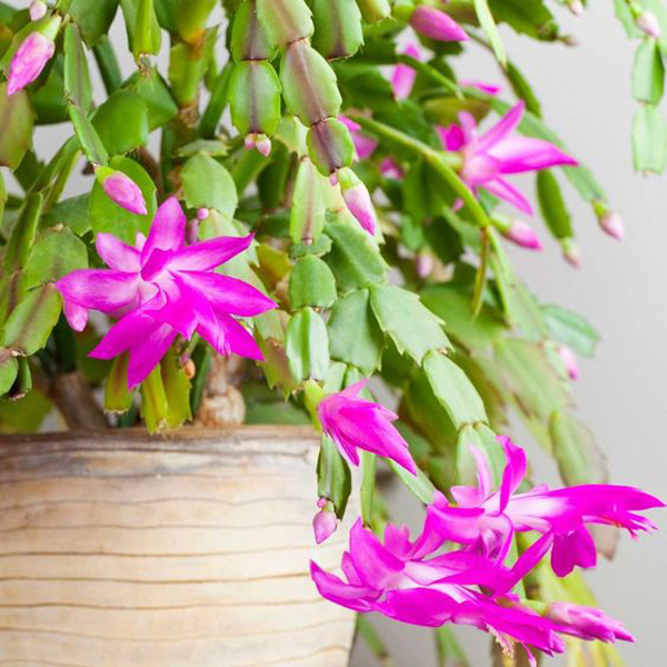 purple-christmas-cactus-plant-ideas