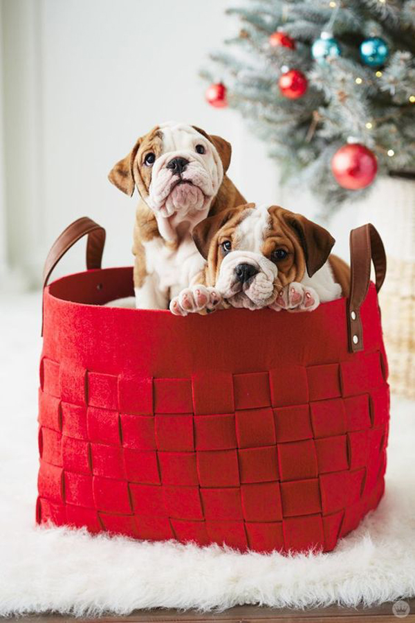 red-basket-for-christmas-dog