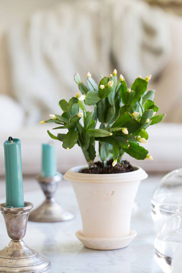 small-christmas-cactus-plant-for-coffee-table
