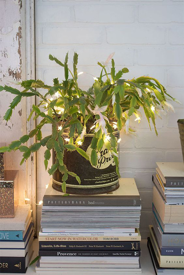 trendy-christmas-cactus-plant-with-lights