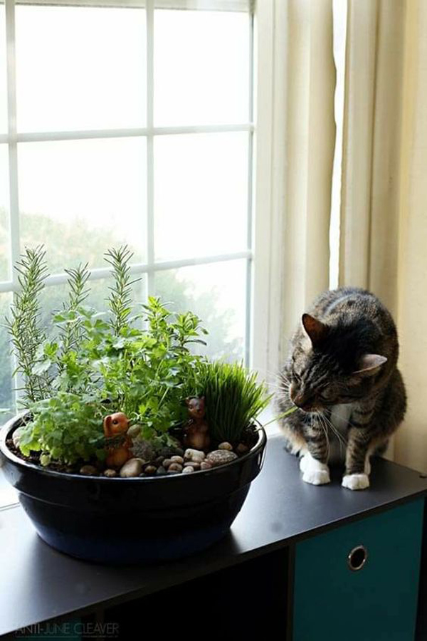diy-cat-herb-garden