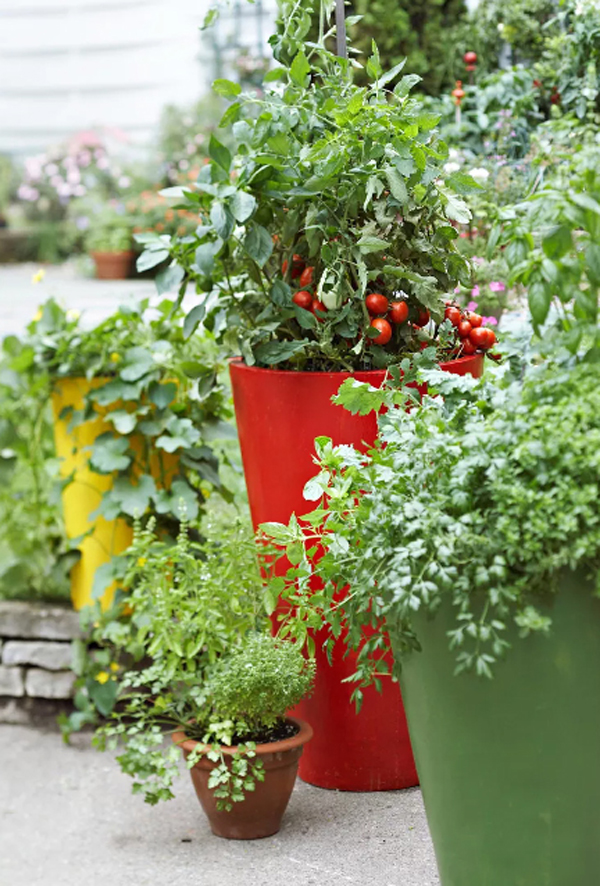 colorful-diy-edible-container-garden