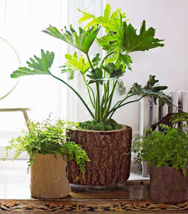 indoor-tree-stump-garden-pots