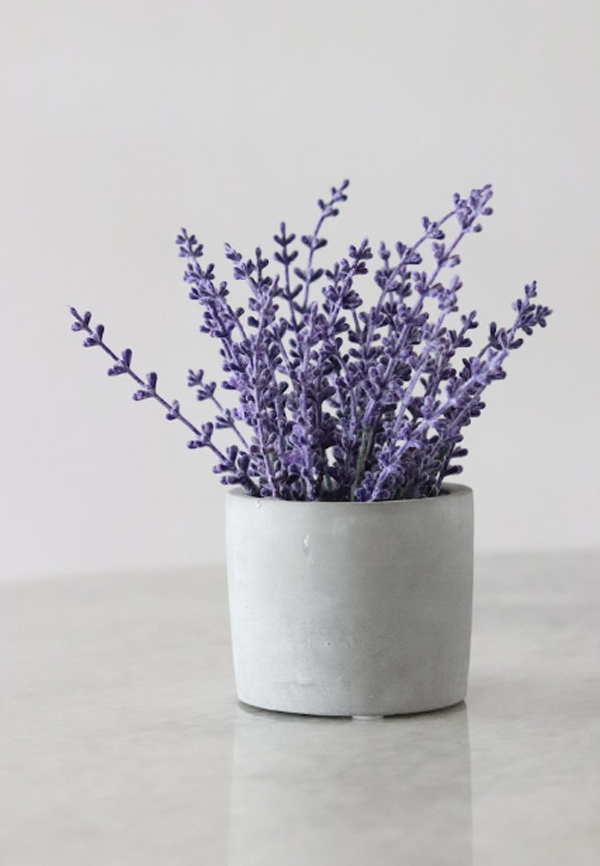 lavender-plants-for-rat-repellent