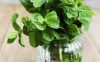 peppermint-plant-to-keep-mice-away