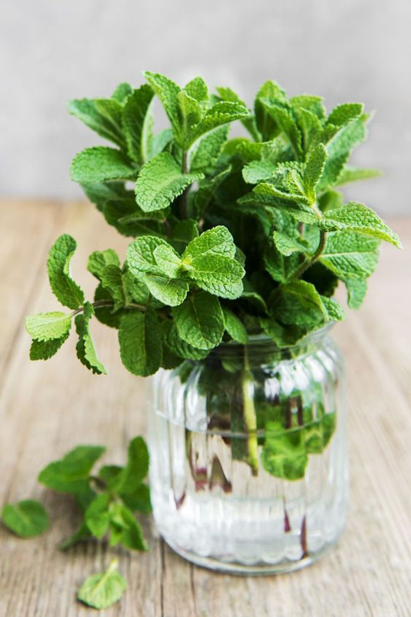 peppermint-plant-to-keep-mice-away