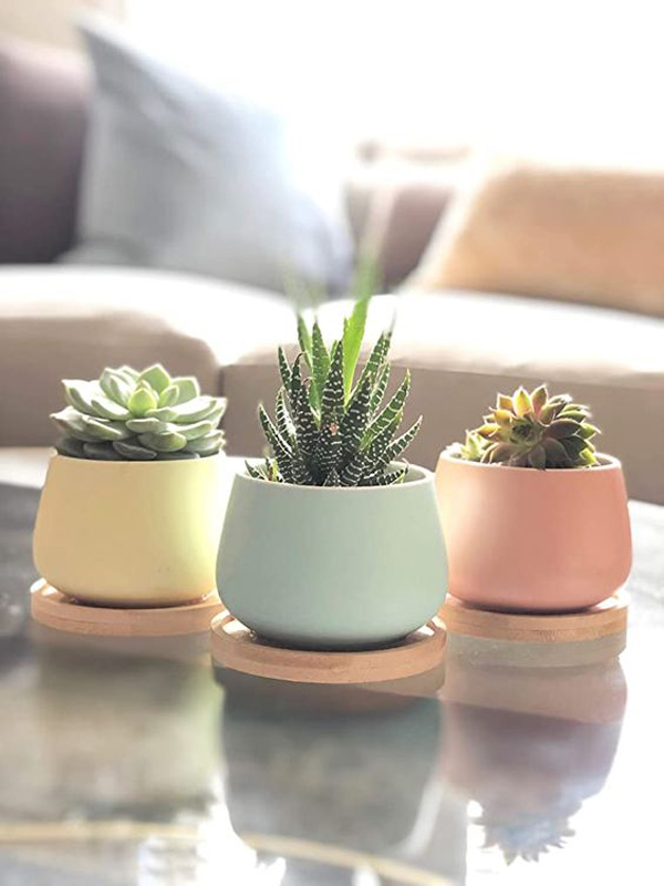 three-succulent-plant-pots-design