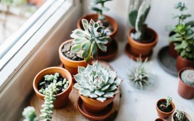 tiny-succulent-planter-pots-ideas