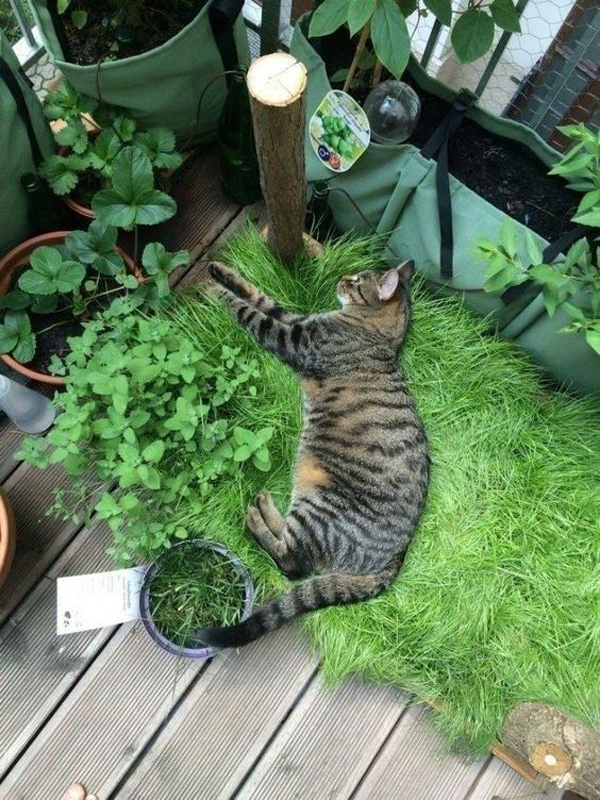 7 Easy Ways To Create A Cat Balcony Garden