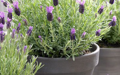 lavender-plants-for-repellent-mosquito