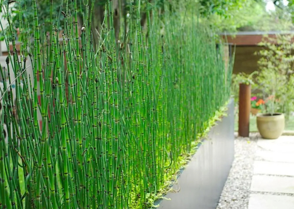 bamboo-fence-garden-plants