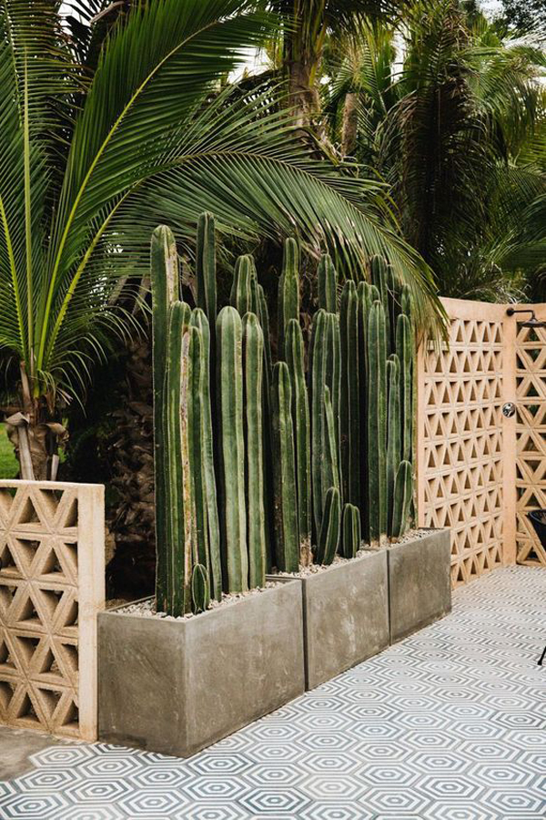 tropical-fence-garden-with-cactus-plants