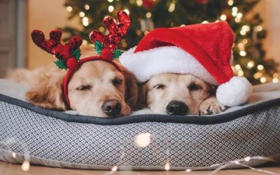 best-christmas-dog-house-ideas
