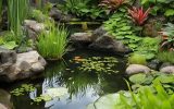 beautiful plants for fish pond