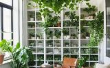 best indoor vine plant ideas