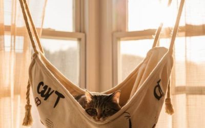 easy diy cat hammock ideas