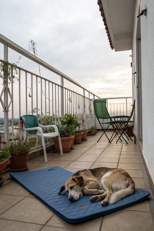 cozy dog balcony friendly cozy dog balcony friendly